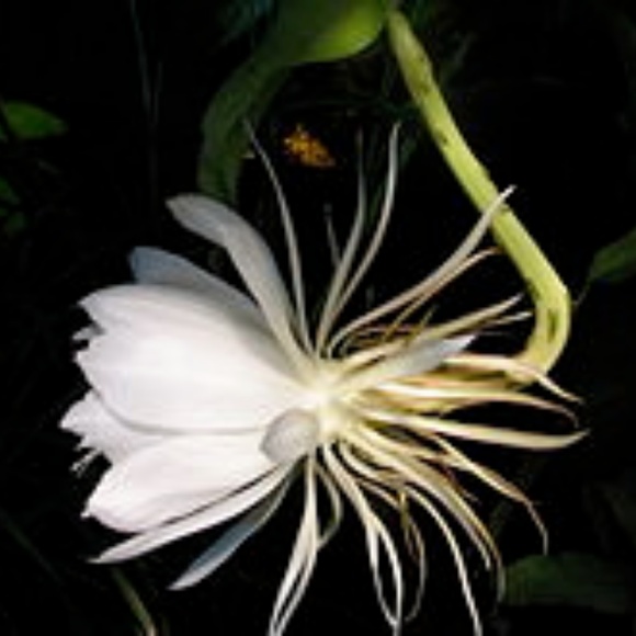 Aposhtique - Picture 1 of 1